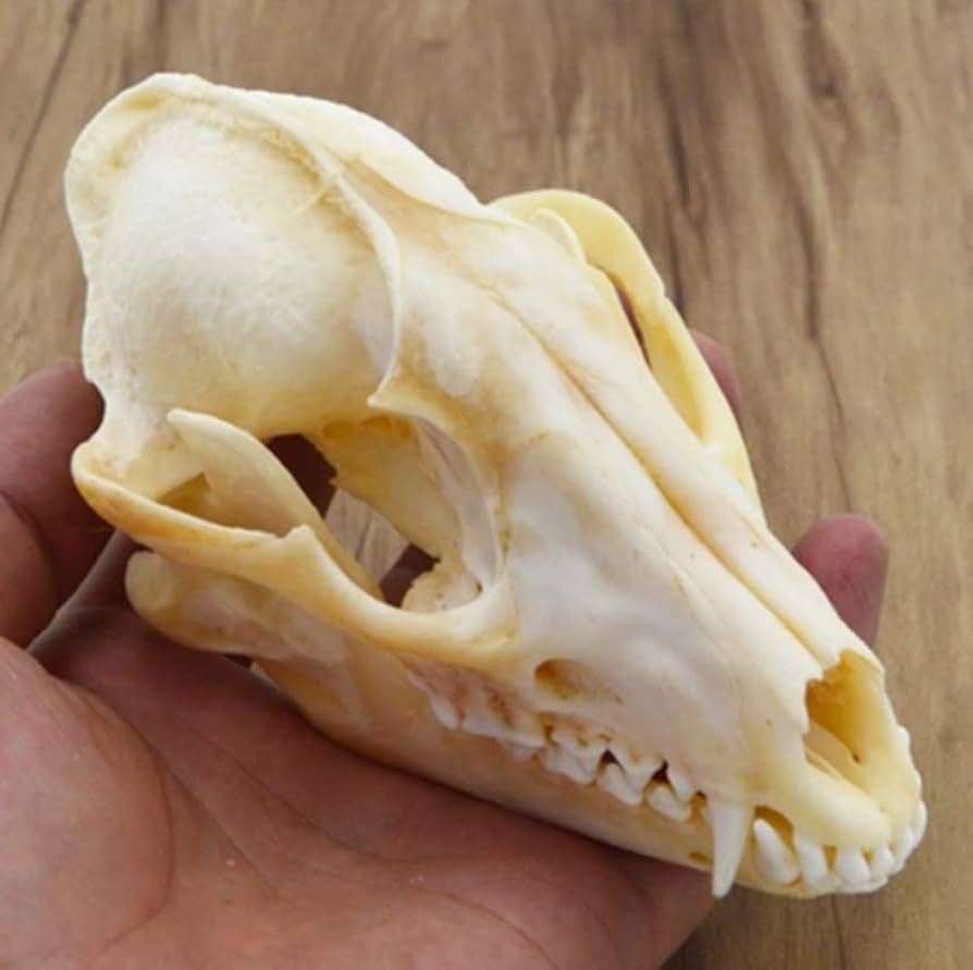 Amazon.co.jp: 動物の頭蓋骨レプリカ キツネの頭蓋骨標本 本物の